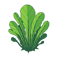 ocean sea lettuce green algae 009 2026 03 25T19 14 54