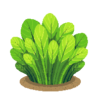 ocean sea lettuce green algae 019 v2 2026 03 25T19 14 54