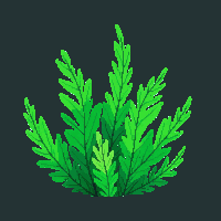 ocean sea lettuce green algae 029 v3 2026 03 25T19 14 54