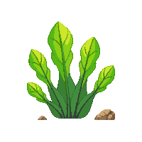 ocean sea lettuce green algae 069 v7 2026 03 25T19 14 54