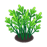 ocean sea lettuce green algae 079 v8 2026 03 25T19 14 54