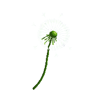partic seed floating dandelion seed 087 v6 2026 03 30T00 37 17