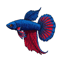 betta fish blue red flowing fins elegant