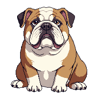 bulldog dog sitting stocky wrinkly brown white