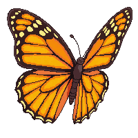 butterfly orange monarch wings flying pretty