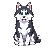 husky dog sitting blue eyes gray white fluffy