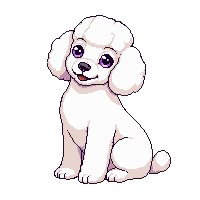 poodle dog sitting fluffy curly white groomed