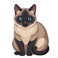 siamese cat sitting tan dark face blue eyes