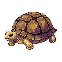 tortoise brown dome shell old slow gentle