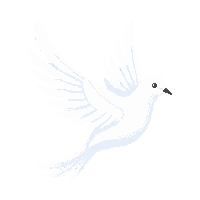 white dove perched peaceful gentle elegant