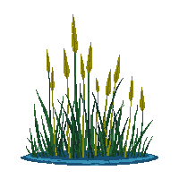 rpg cattails swamp water plants 033 2026 03 03T17 02 45