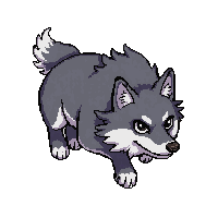 grey wolf  jumping action