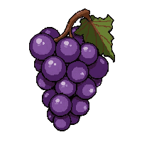 purple grape bunch  old and dried