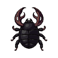 black stag beetle  baby larva form