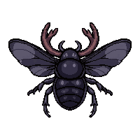 black stag beetle  flying wings spread