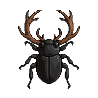 black stag beetle  pinned specimen