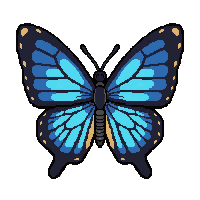 blue morpho butterfly  pinned specimen