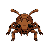 brown cricket  pinned specimen