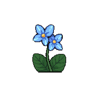 blue orchid  tiny seedling