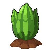 cactus succulent  growing from soil