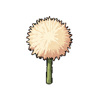 dandelion puff  fully grown large