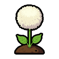 dandelion puff  growing from soil