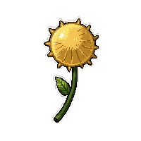 dandelion puff  wilting dried