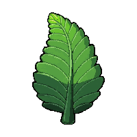 green fern frond  fully grown large