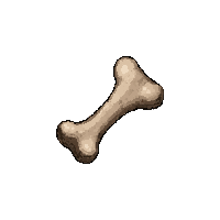 bone animal piece  common easy find