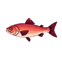 surviv fish raw caught fish 018 v2 2026 03 30T00 37 17