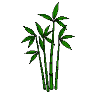 topdown bamboo cluster tall green stalks