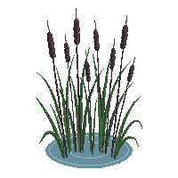 topdown cattail reed water edge plant
