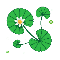 topdown lily pad floating green pond