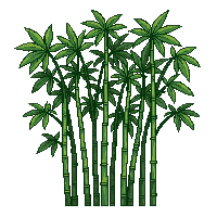 bamboo tall green segmented straight cluster grove