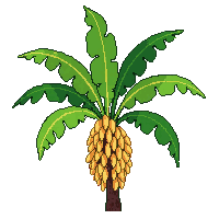 banana tree large green tropical leaves yellow bunch