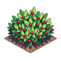 berry bush small red berries green leaves shrub