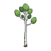 birch tree tall white bark thin green leaves