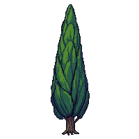 cypress tree tall narrow dark green columnar