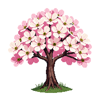 dogwood tree white pink flowers spring blooming