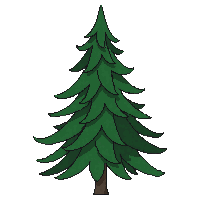 fir tree tall green symmetrical layers branches