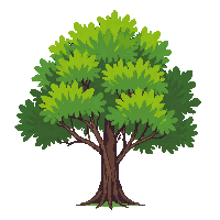 maple tree medium green spreading branches autumn