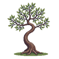 olive tree twisted trunk silver green leaves small