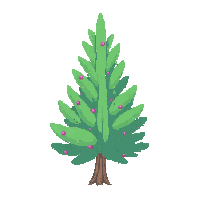 pine tree small young green sapling seedling