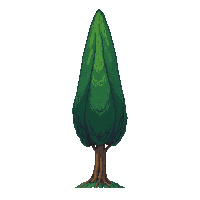 poplar tree tall narrow columnar green pointed