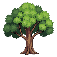 sycamore tree mottled bark large green spreading