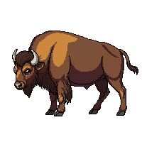 buffalo bison large brown herd grazing