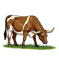 longhorn cattle brown horns ranch grazing