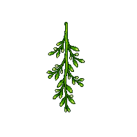 mistletoe sprig green berries white hanging