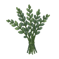 herb bundle dried sage tied green string